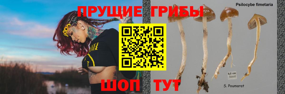 Галлюциногенные грибы Psilocybe  Галлюциногенные грибы ЛСД  Вход с VPN  Назрань 